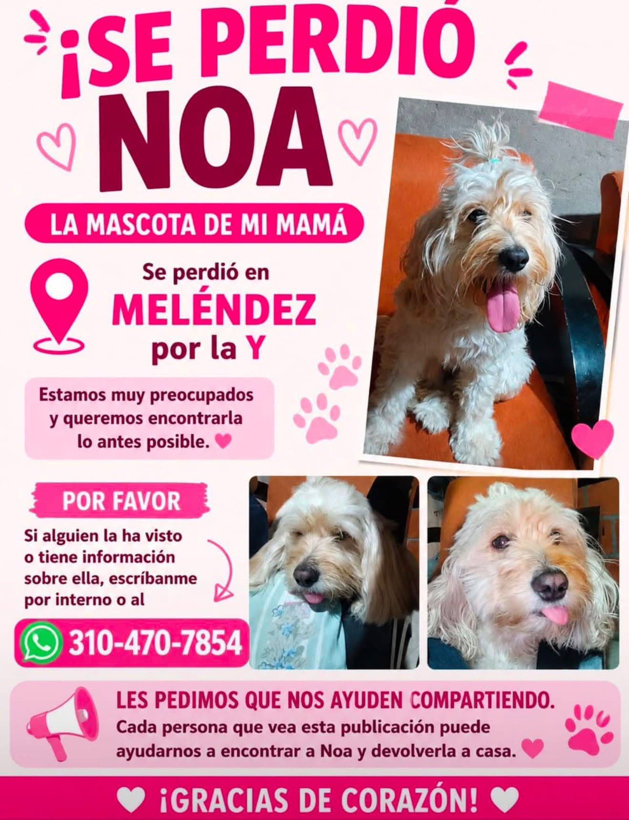 Noa · Perro blanco