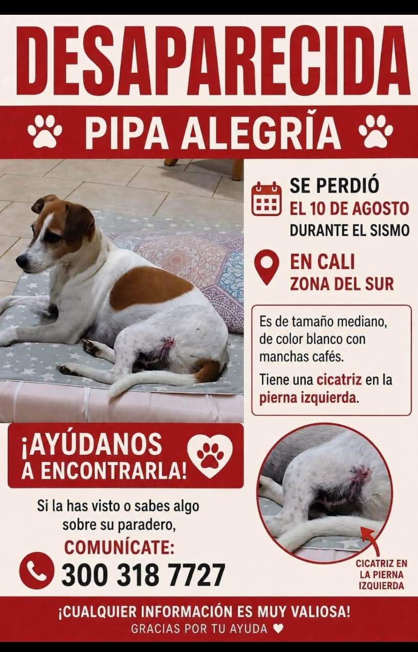 PIPA ALEGRÍA · Perro mediano, blanco