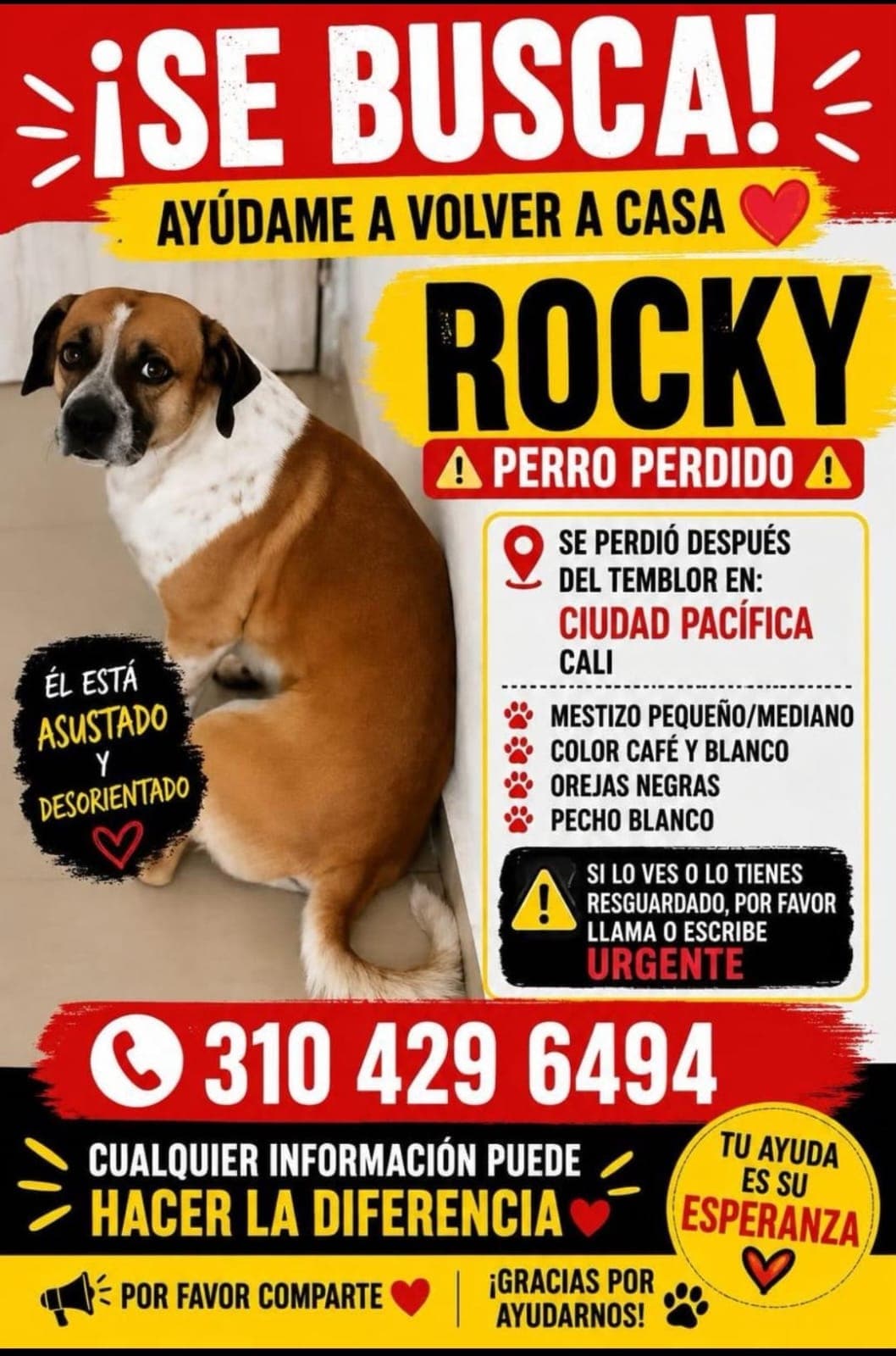 ROCKY · Perro pequeño, café, mestizo
