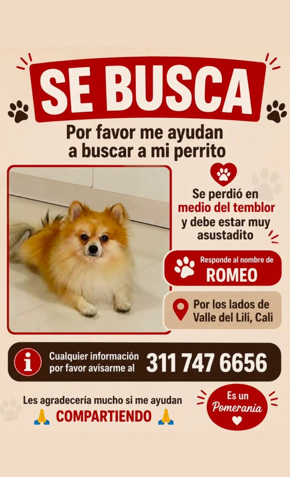 ROMEO · Perro pequeño, naranja, pomerania