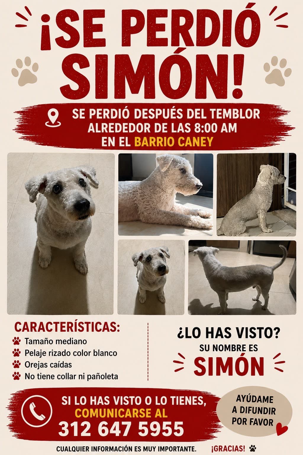 SIMÓN · Perro mediano, blanco