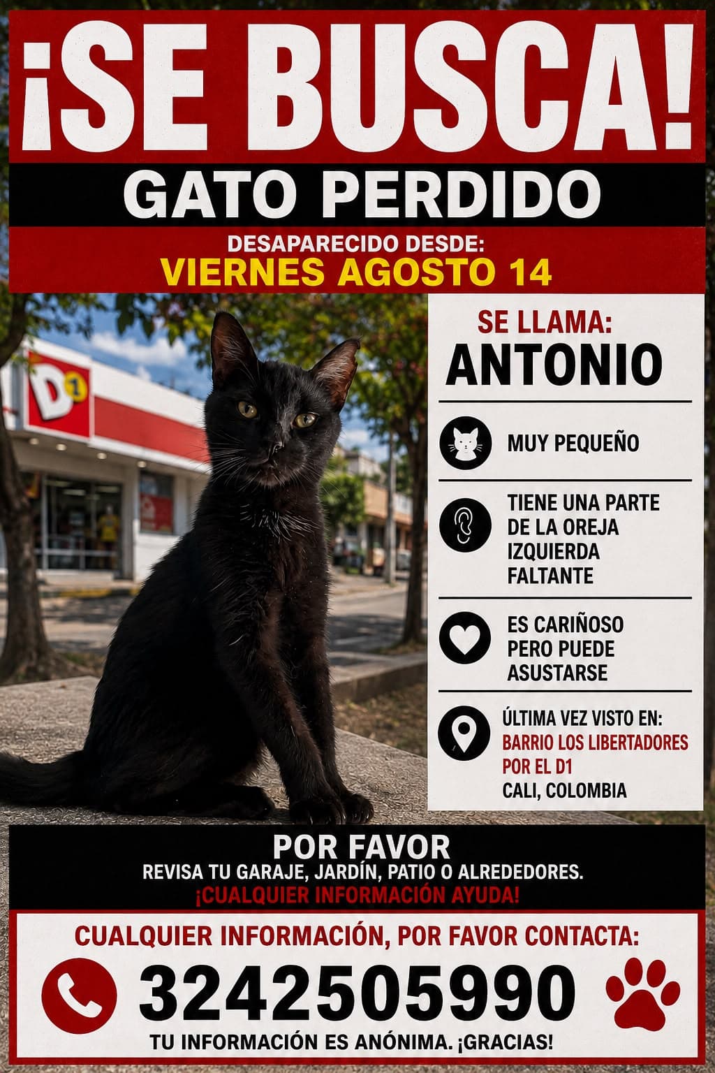 ANTONIO · Gato pequeño, negro