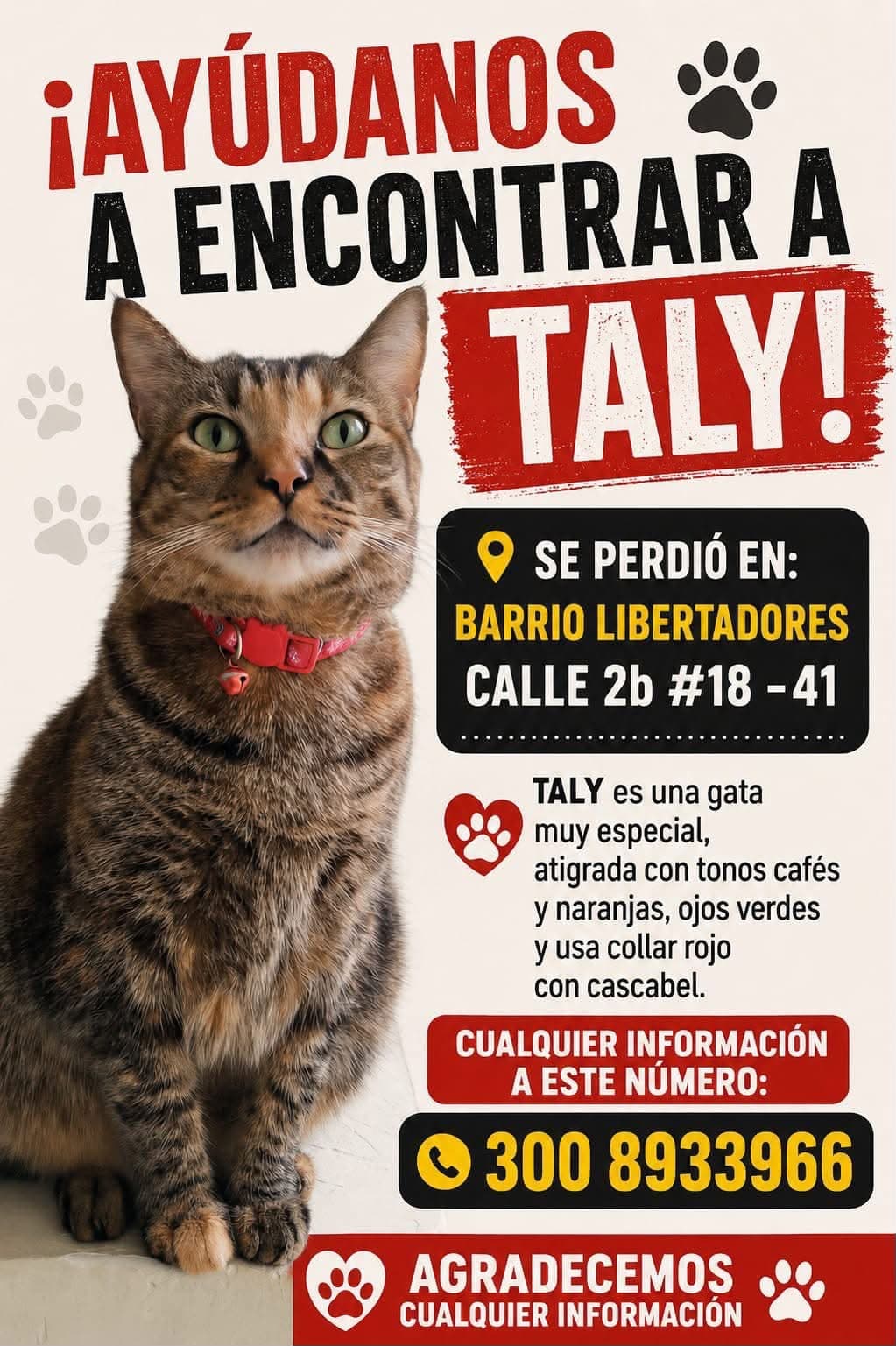TALY · Gato atigrada