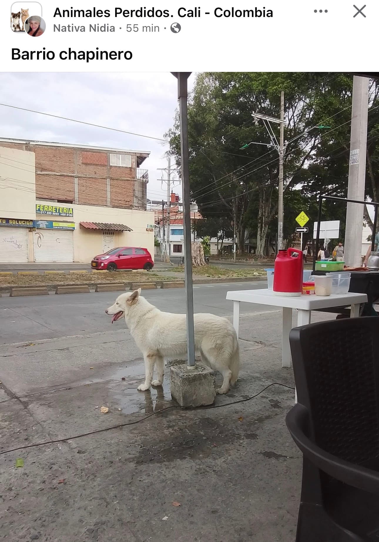 LOBO BLANCO EN CHAPINERO_ · Perro grande, blanco