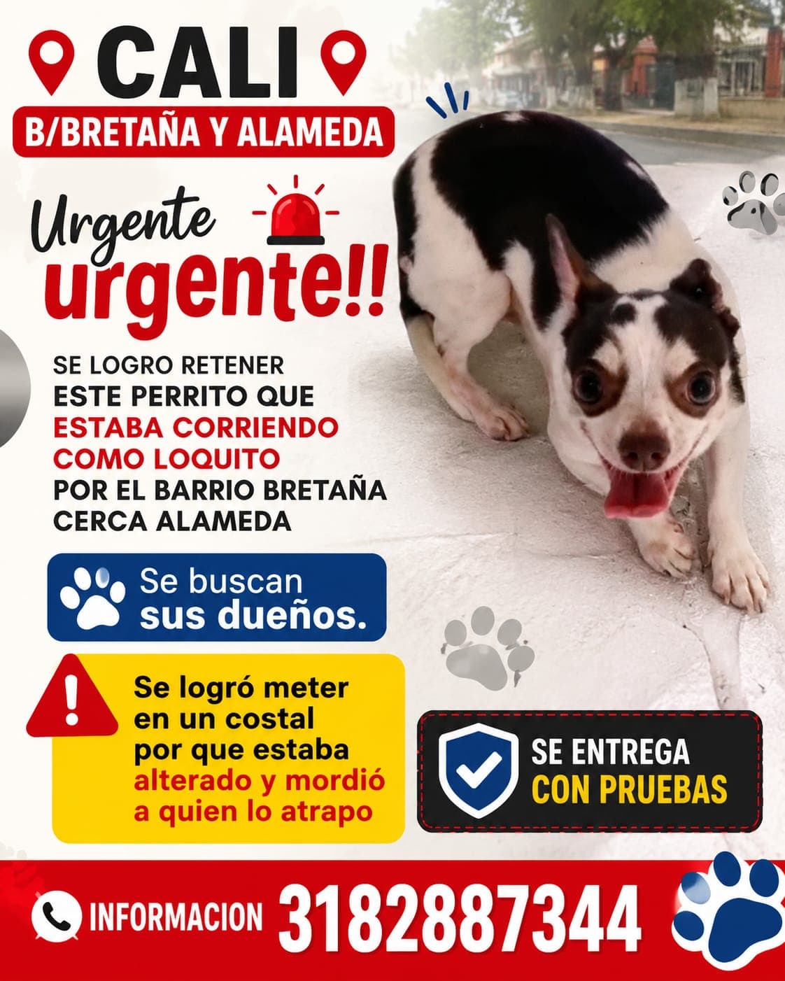 Alameda · Perro pequeño, blanco, chihuahua