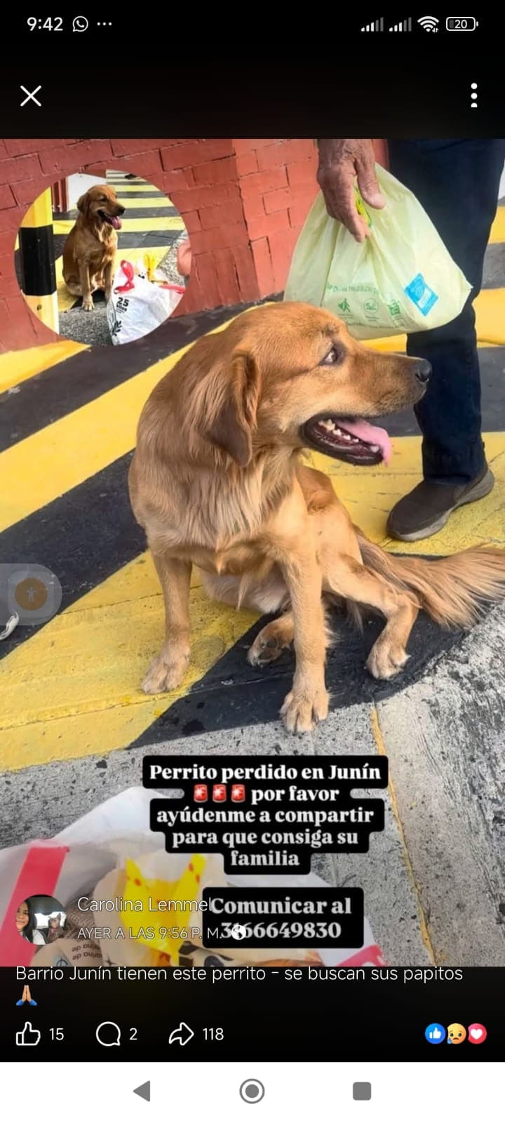 ENCONTRADA POR JUNIN_ · Perro grande, dorado