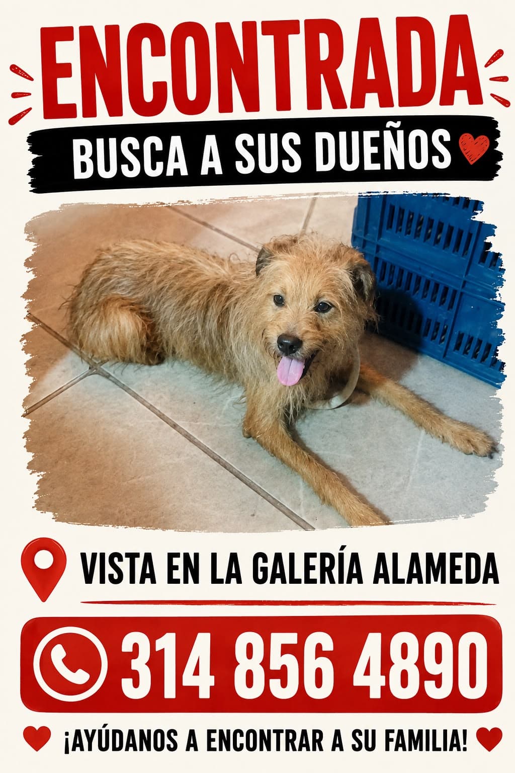 GALERIA ALAMEDA · Perro mediano, marrón, terrier