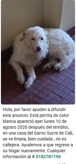 SUCRE · Perro mediano, blanco