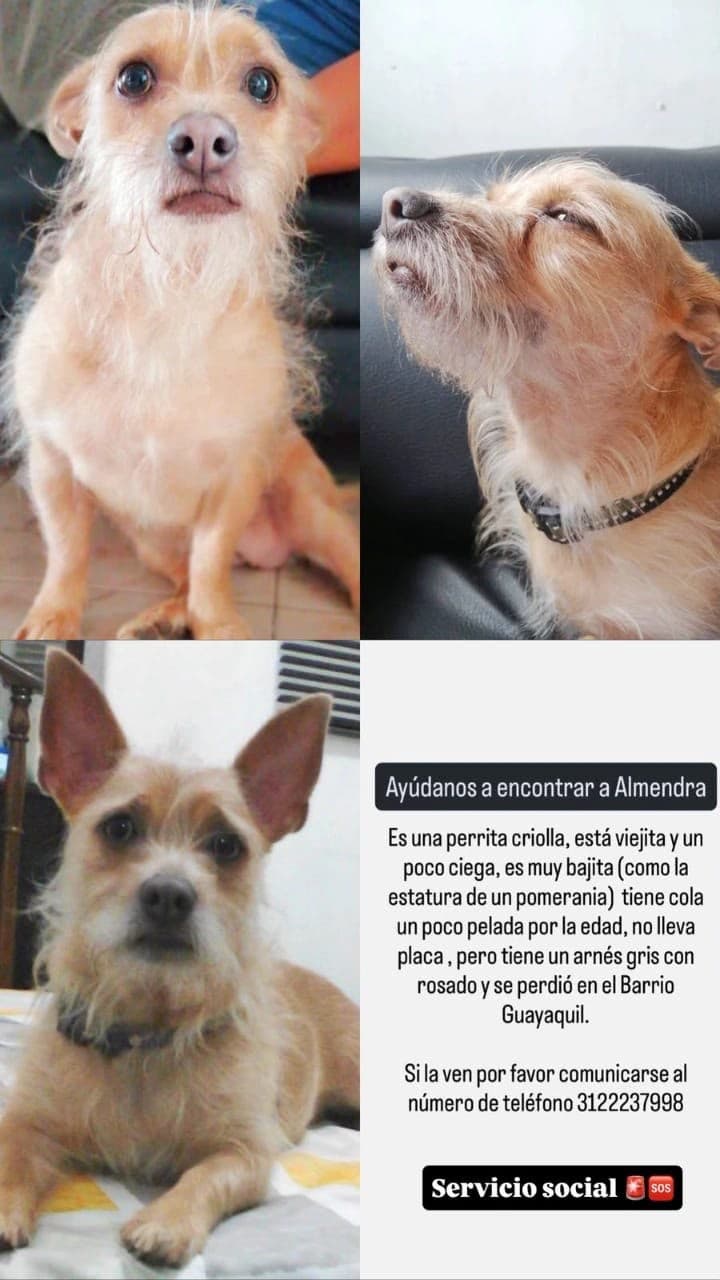 Almendra · Perro pequeño, beige, criolla