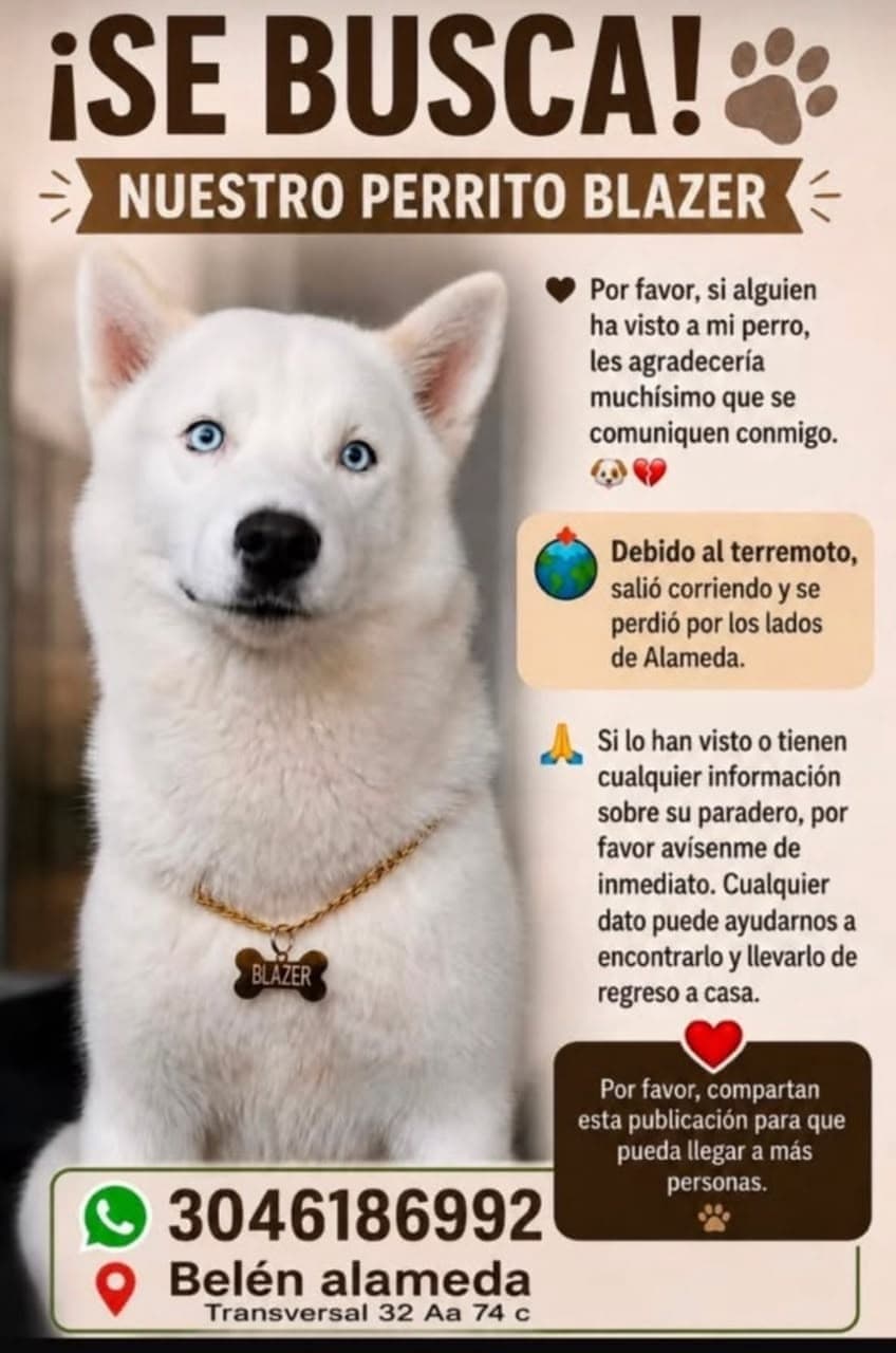BLAZER · Perro blanco, husky