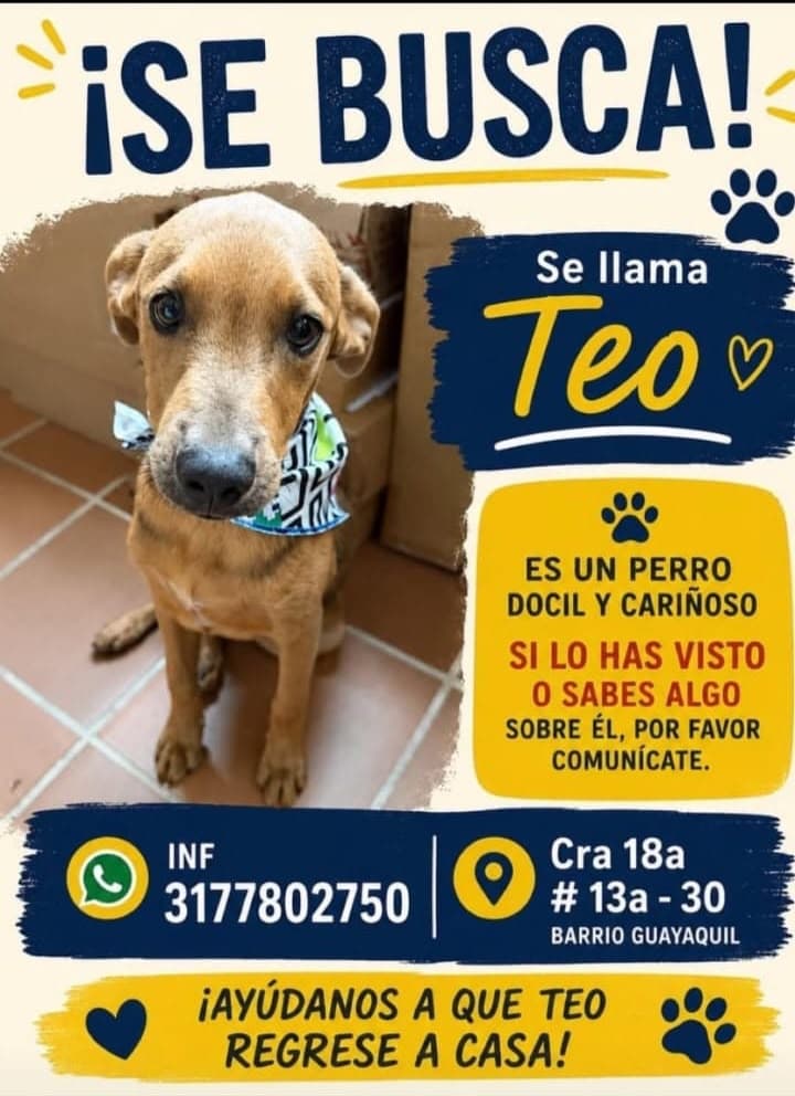 Teo · Perro marrón