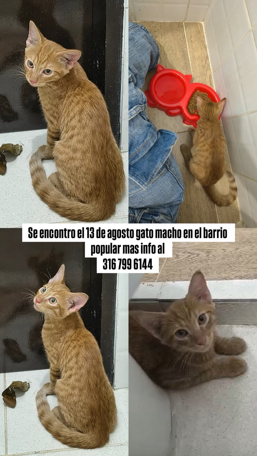 BARRIO POPULAR · Gato naranja