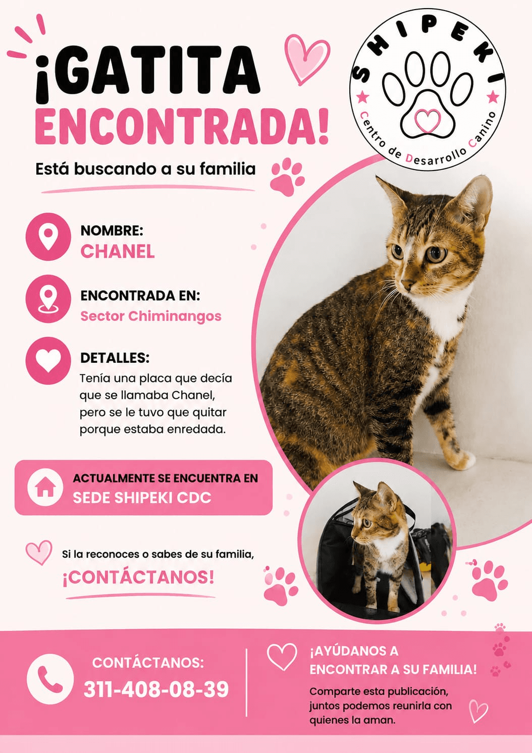 CHANEL · Gato marrón
