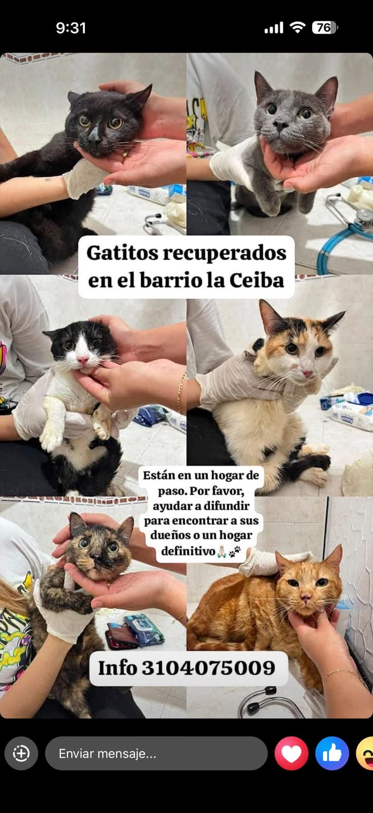 LAS CEIBAS HOGAR DE PASO · Gato