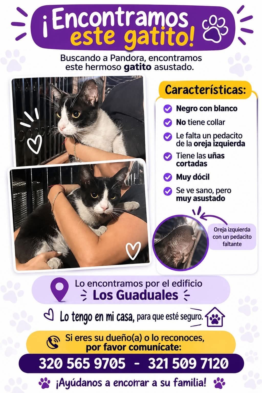 Pandora · Gato negro