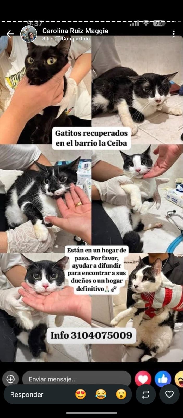 VARIOS GATITOS · Gato negro