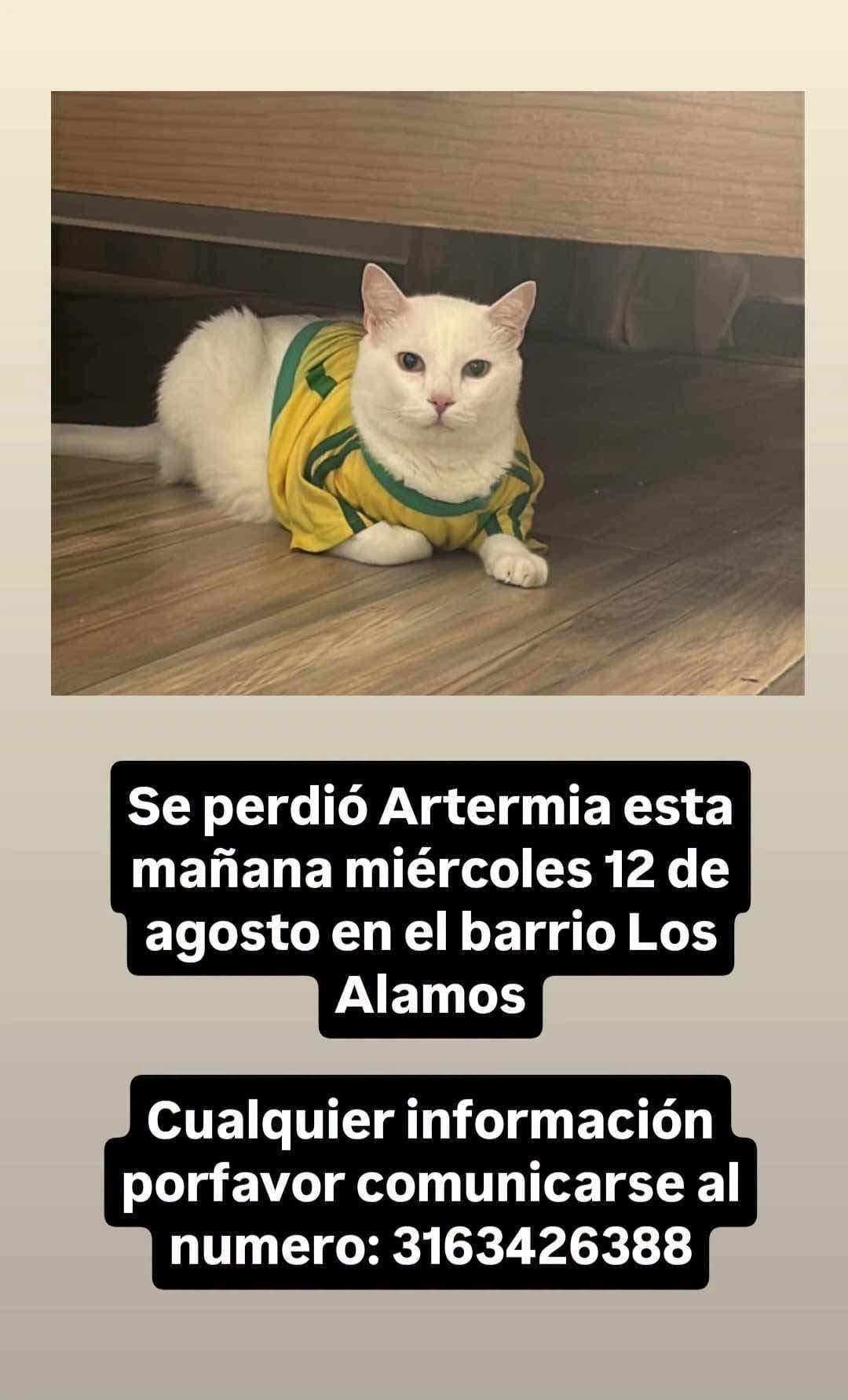 Artermia · Gato blanco