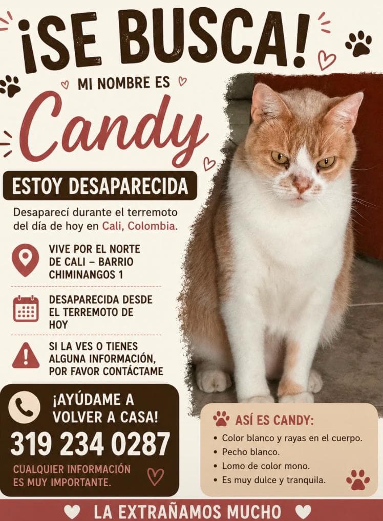 Candy · Gato blanco