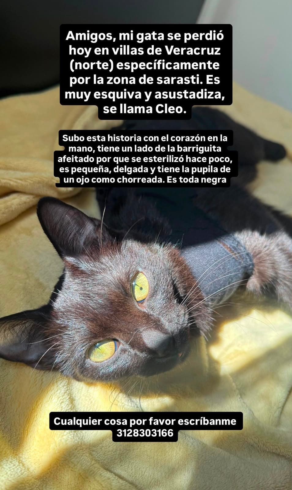 Cleo · Gato pequeño, negra