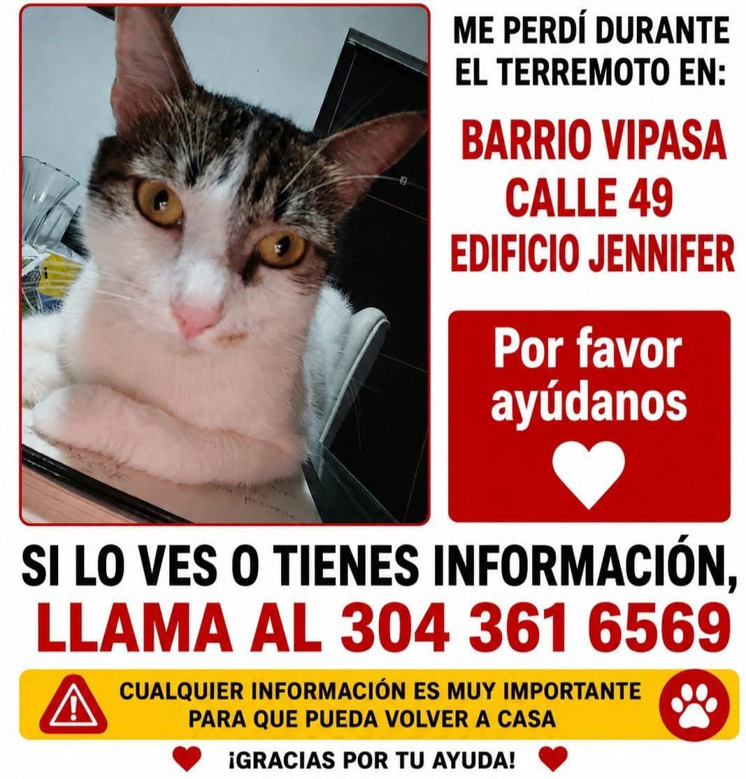 GATO · Gato blanco