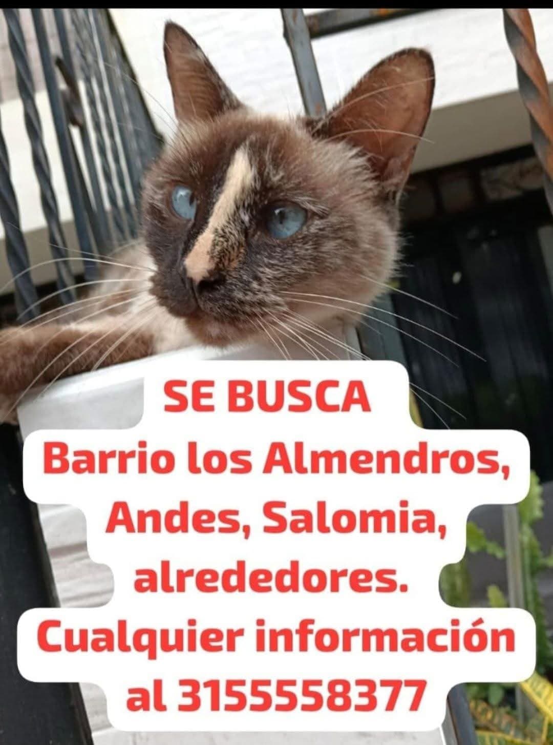 Gato · Gato marrón