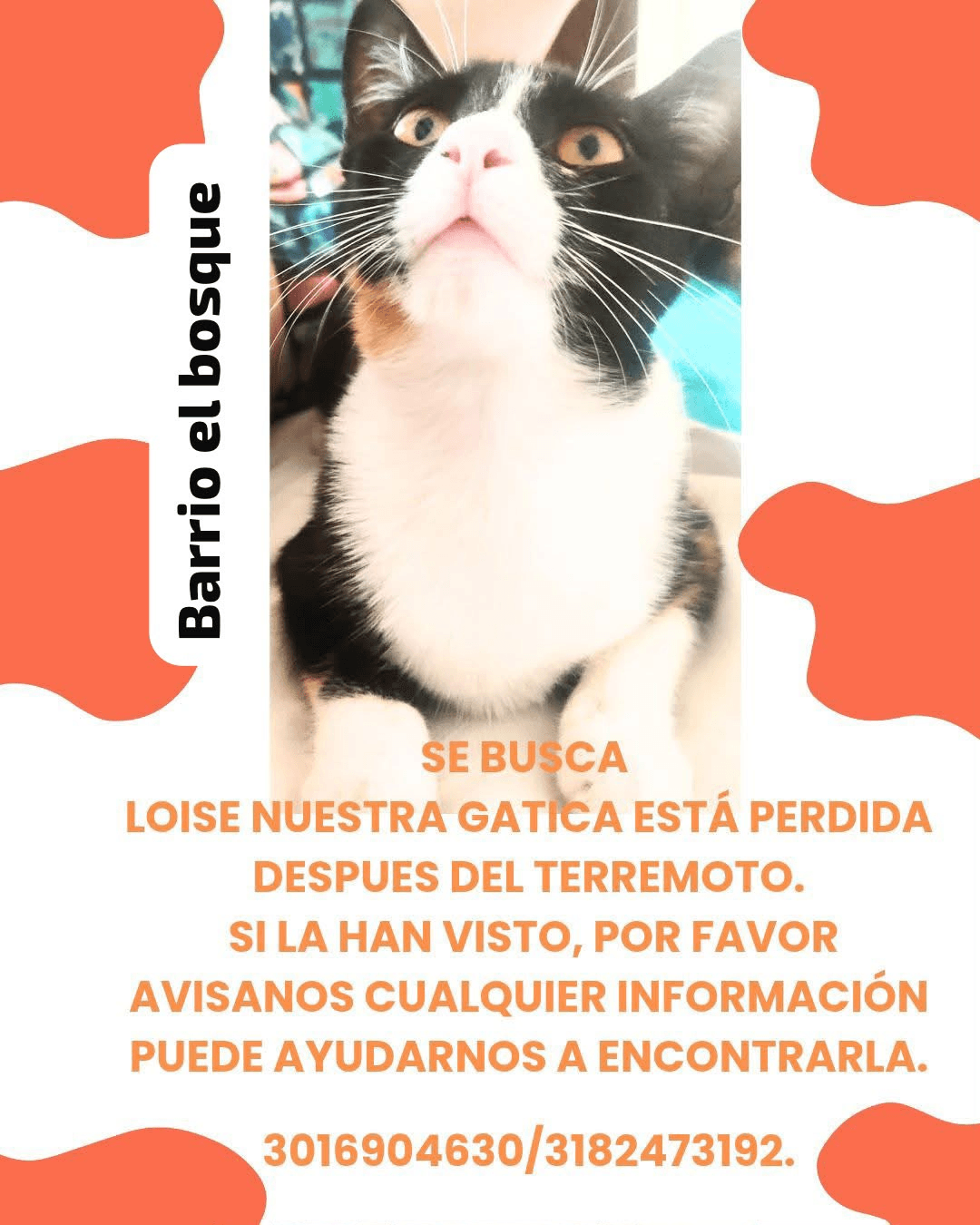 LOISE · Gato blanco