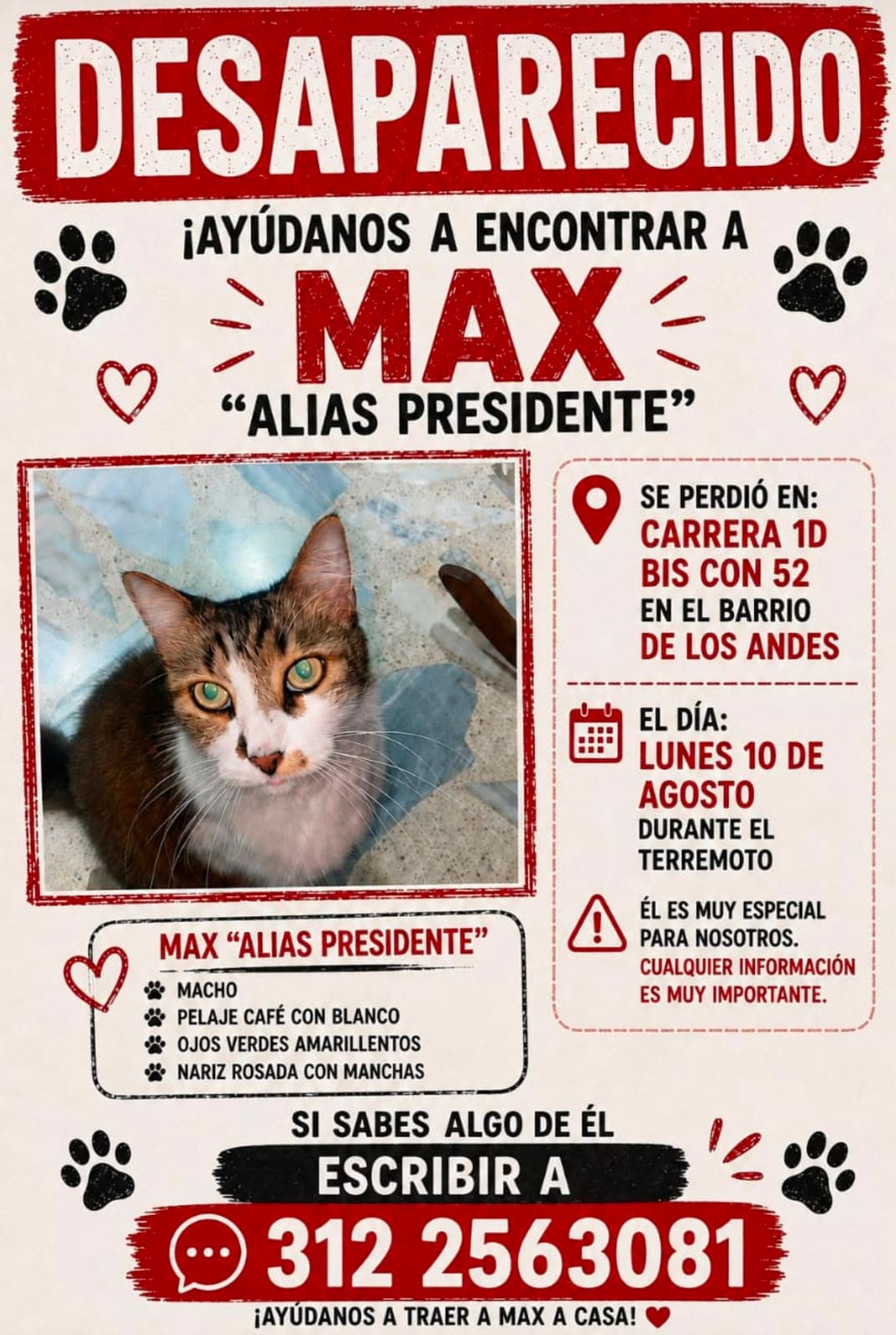 MAX · Gato café con blanco