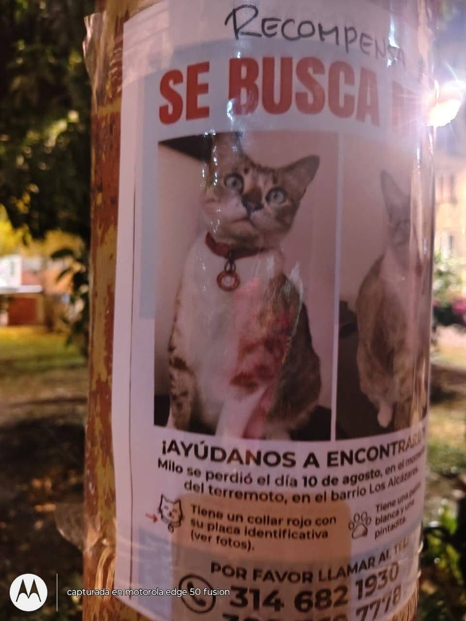 Milo · Gato blanco