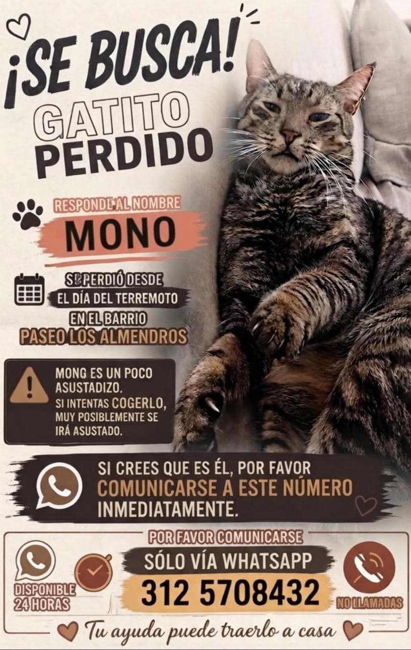 MONO · Gato gris