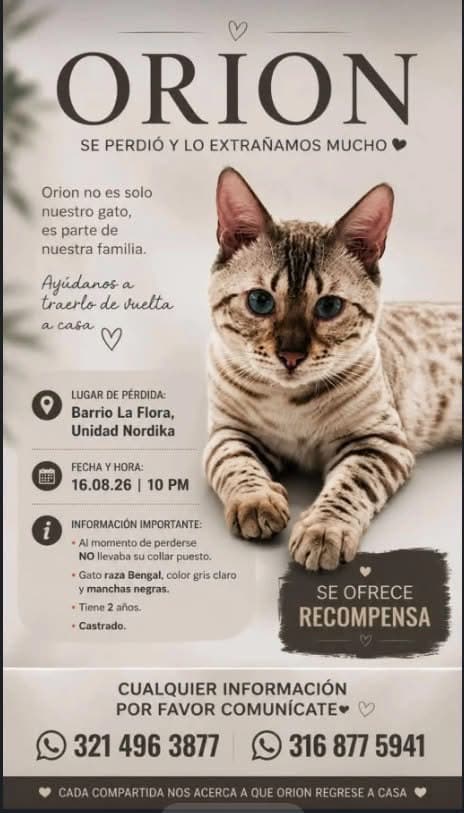 ORION · Gato gris claro, bengal