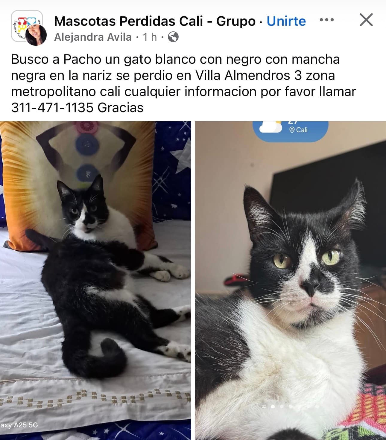 Pacho · Gato blanco