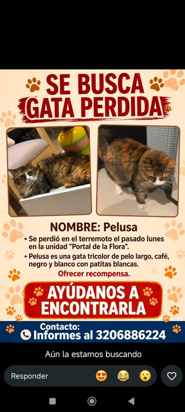 Pelusa · Gato tricolor