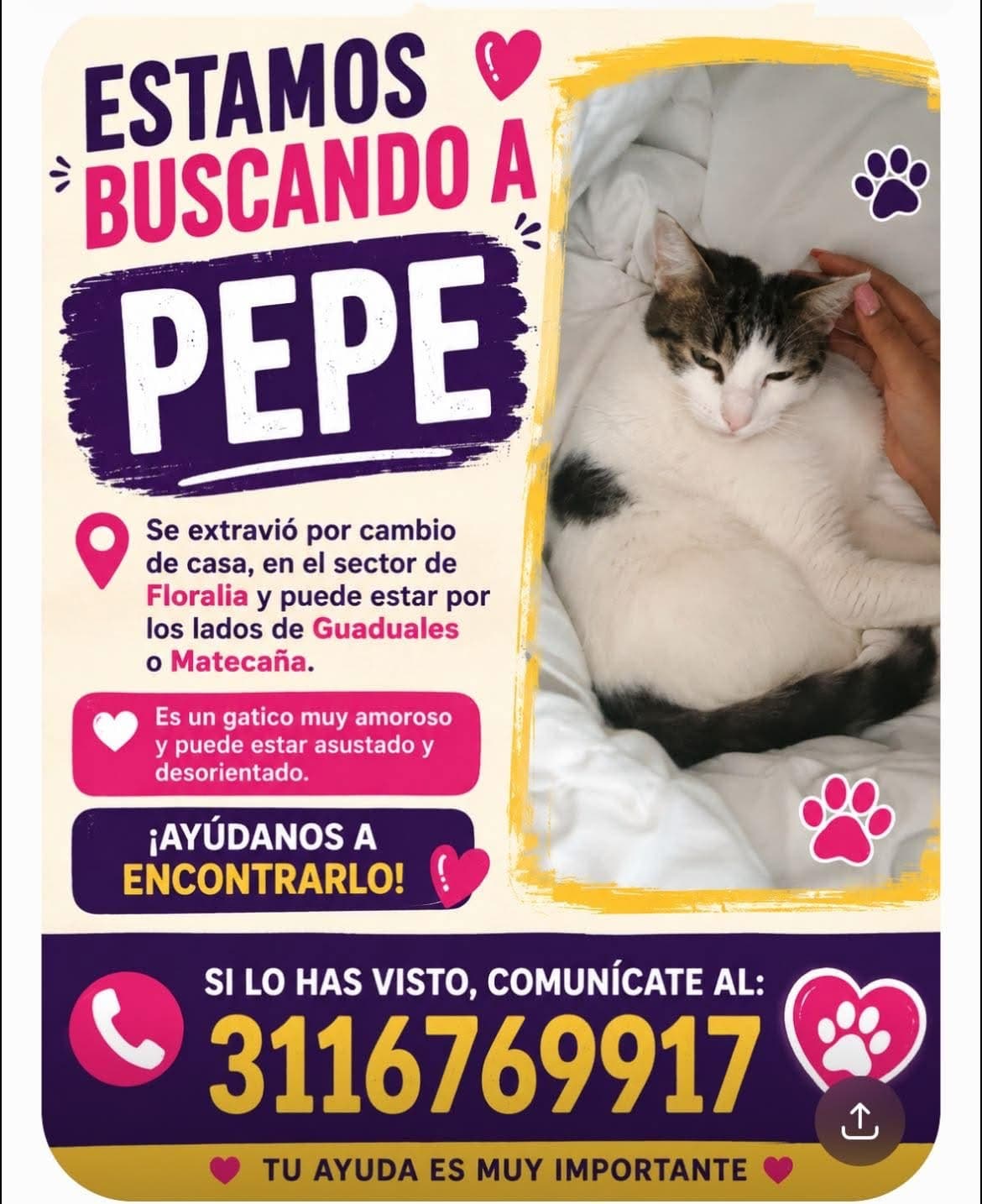 PEPE · Gato blanco