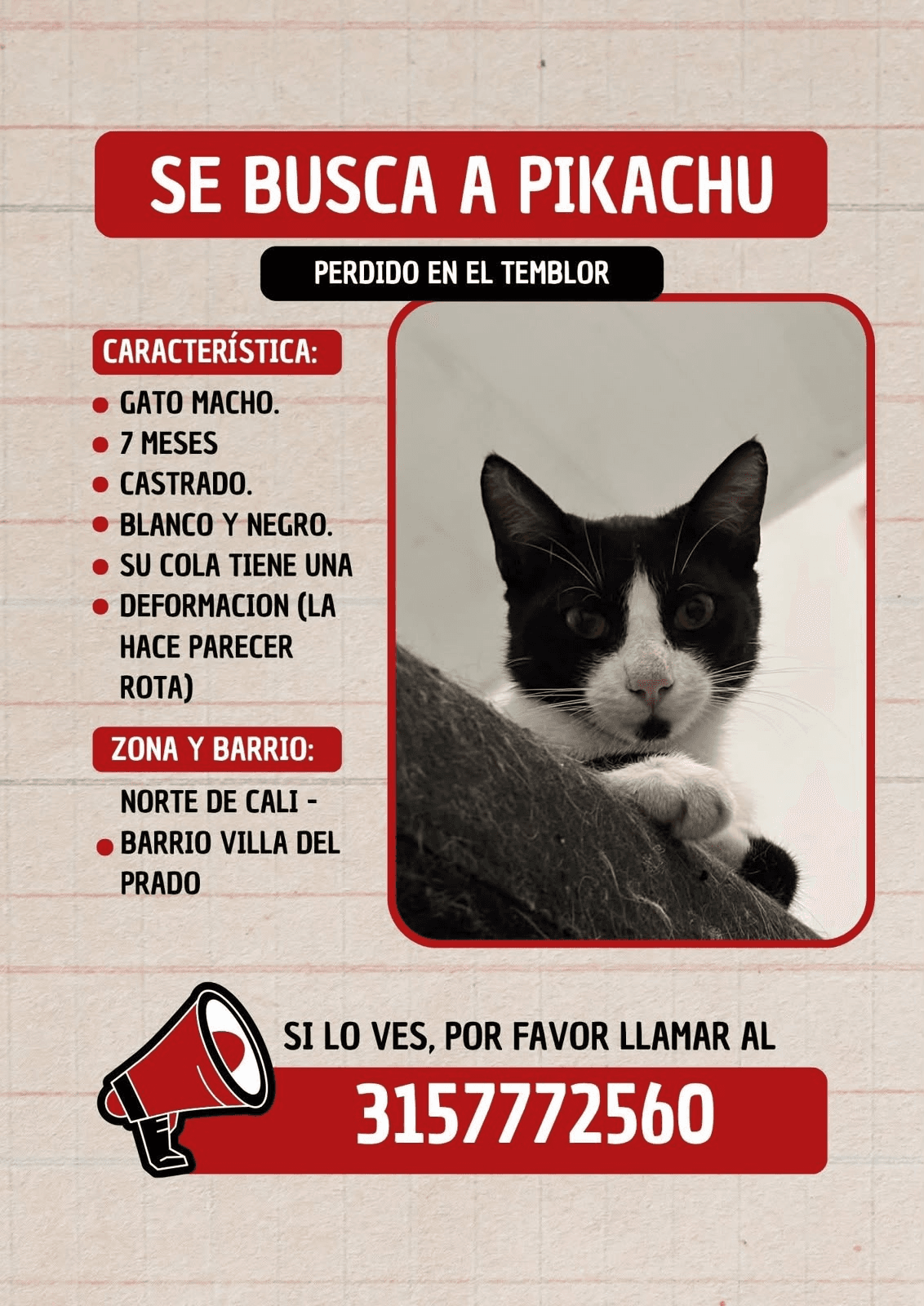 Pikachu · Gato blanco