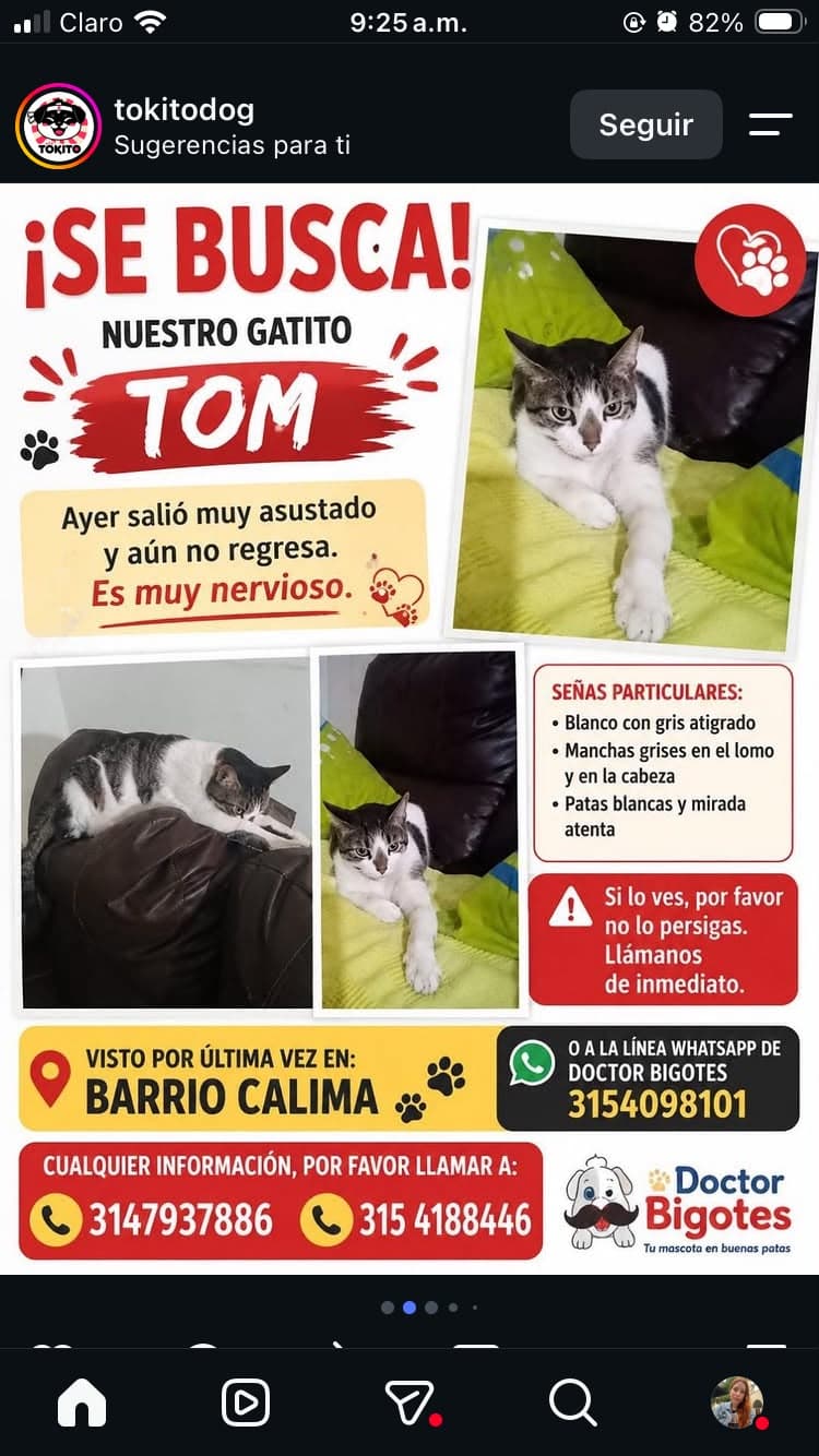 TOM · Gato blanco