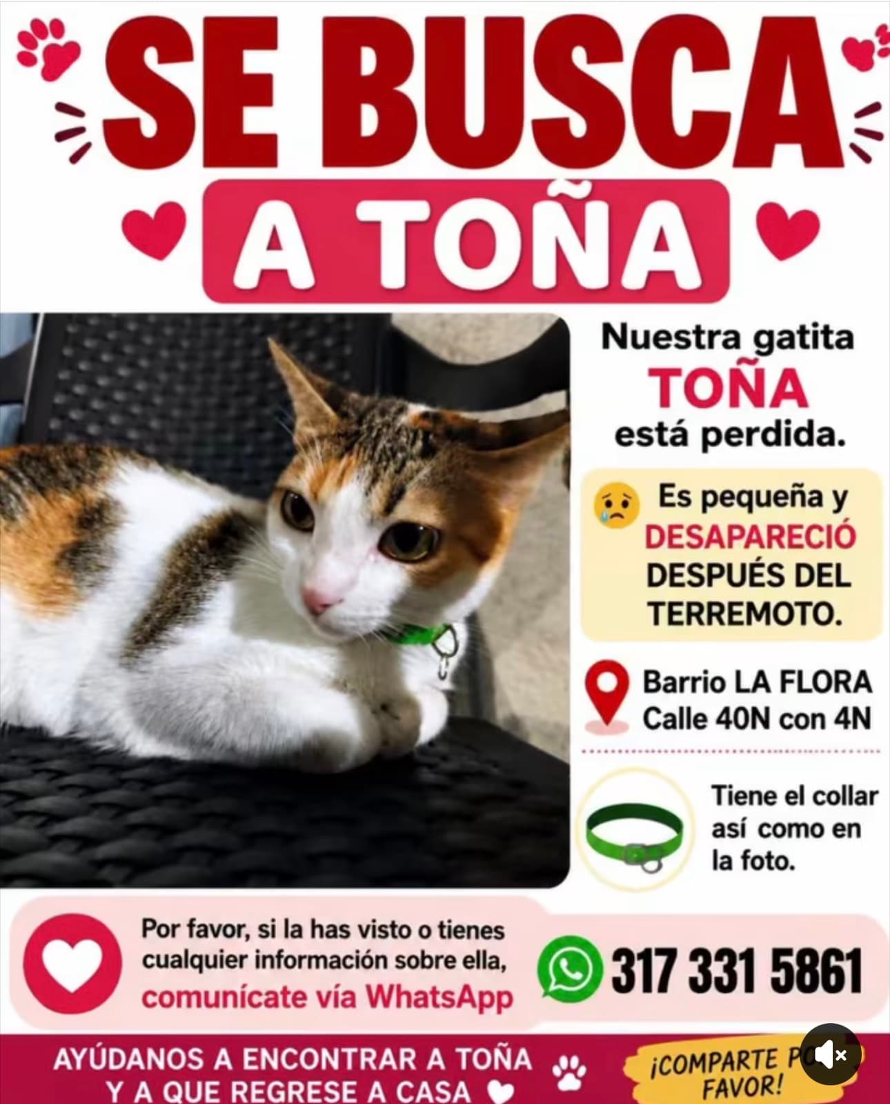 TOÑA · Gato pequeño, blanco