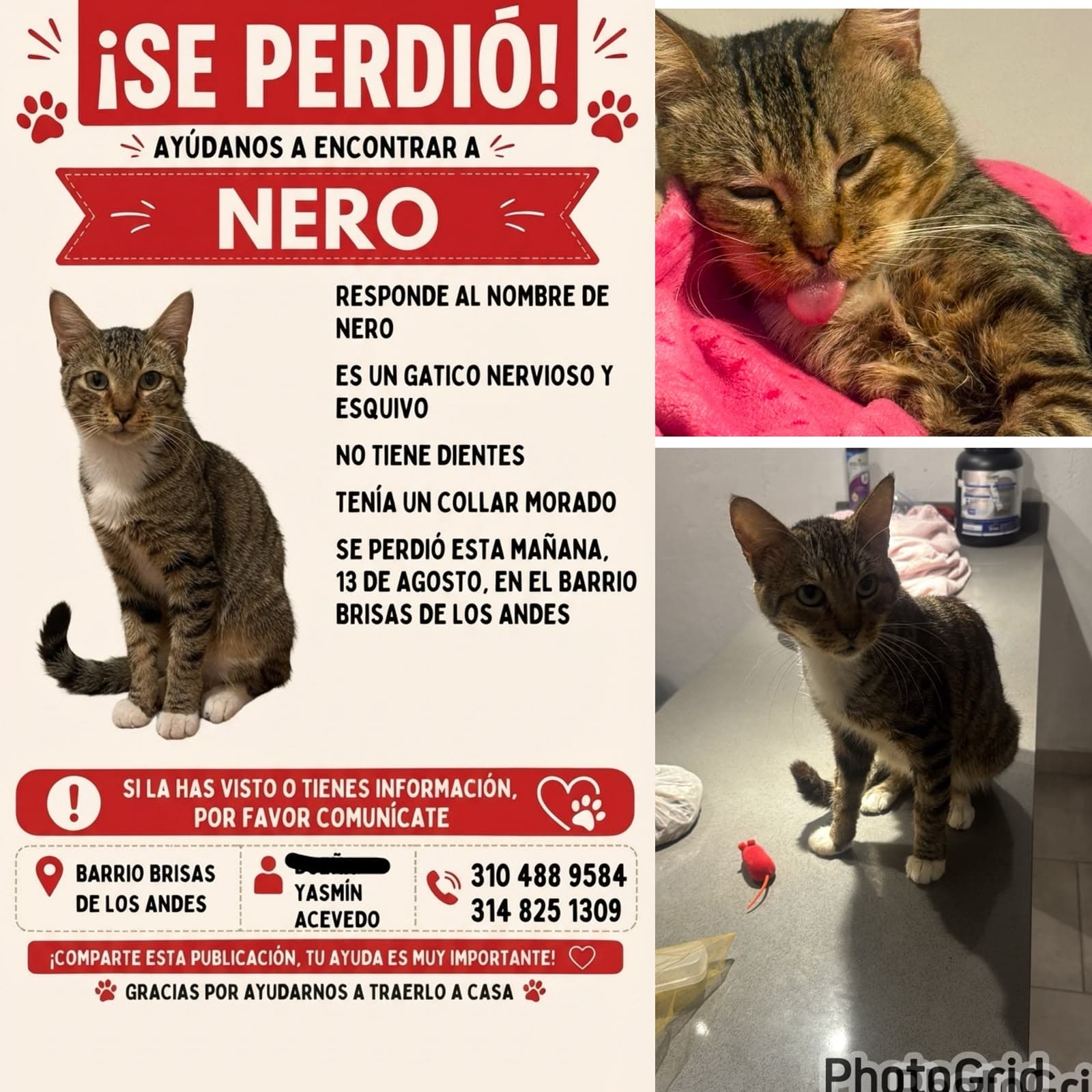 NERO · Gato gris