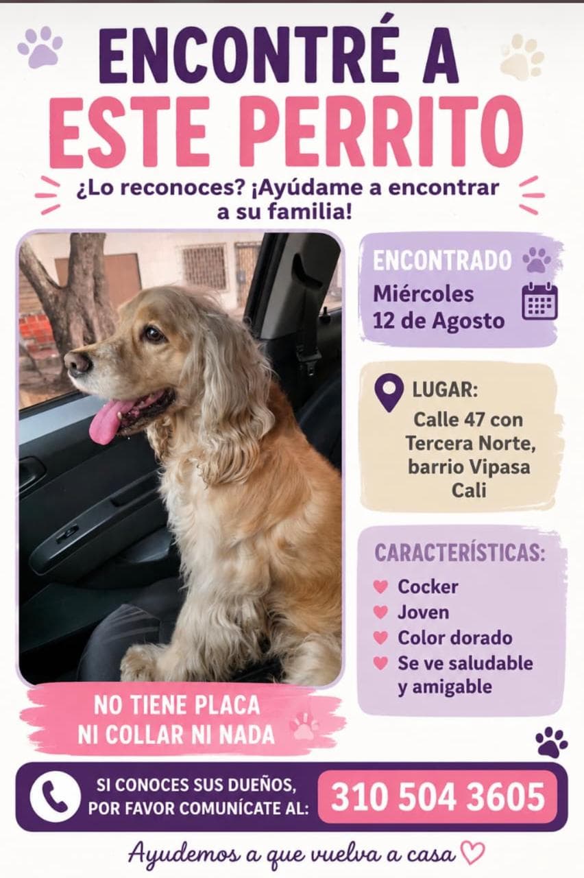 47 con Tercera Norte · Perro dorado, cocker