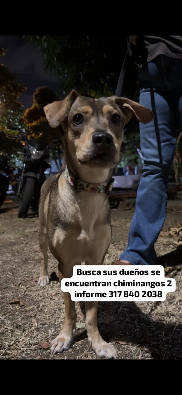 Chiminangos 2 · Perro mediano, marrón
