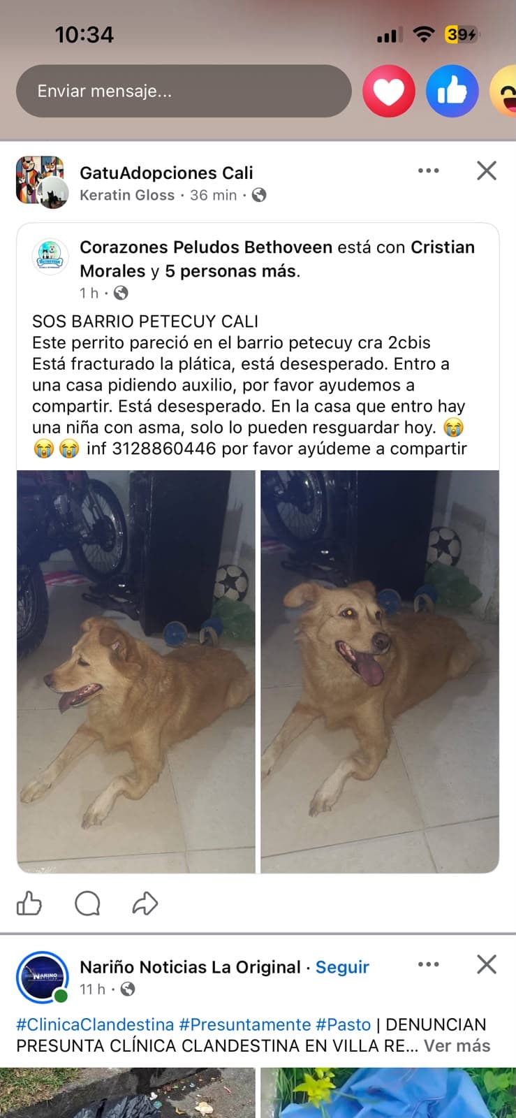 Encontrado barrio petecuy · Perro marrón