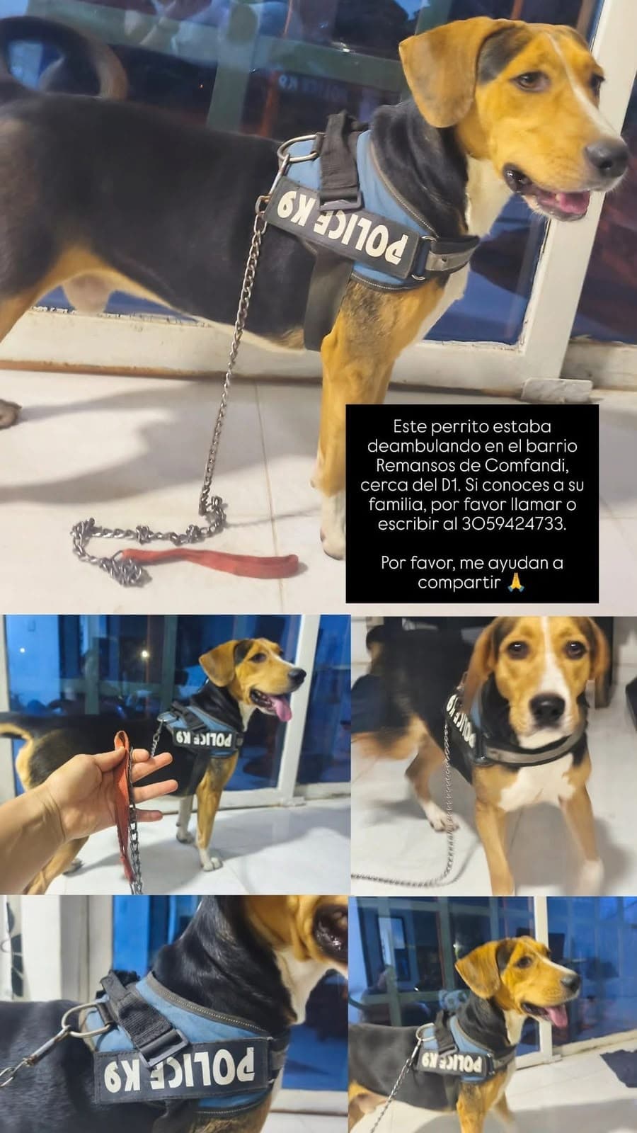Perro con arnés azul con palabra policia · Perro mediano, marrón