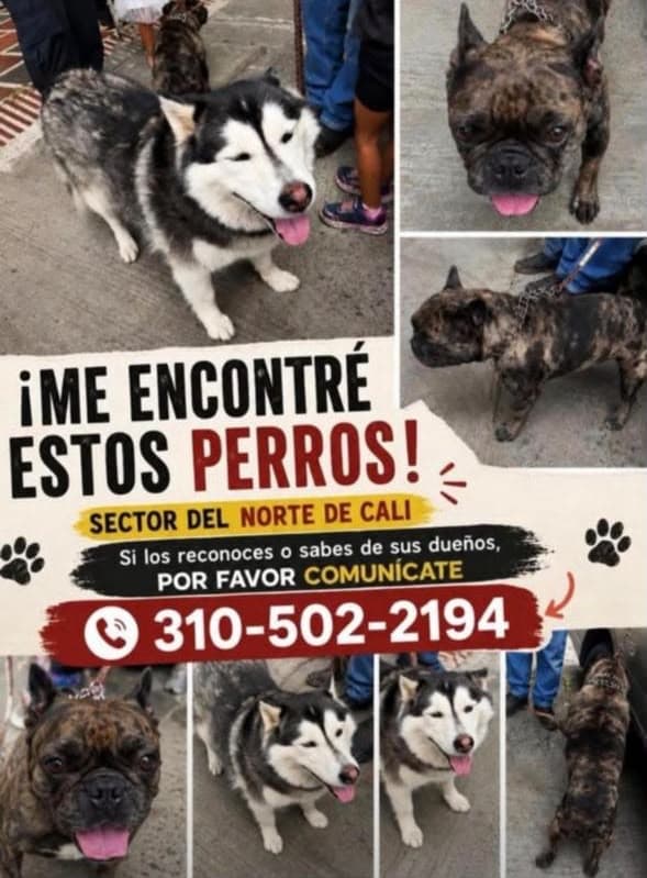 SECTOR NORTE DE CALI · Perro negro, husky|bulldog frances