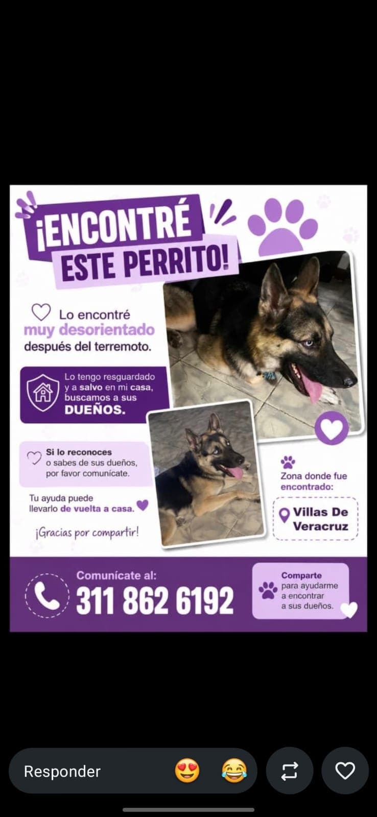 VILLAS DE VERACRUZ · Perro grande, negro, pastor alemán