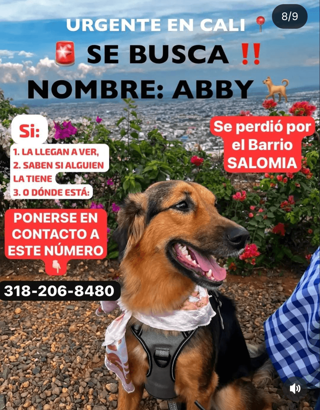 ABBY · Perro marrón