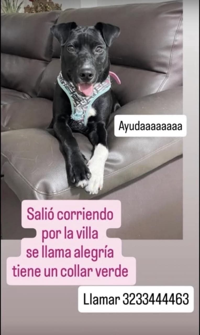 alegría · Perro negro