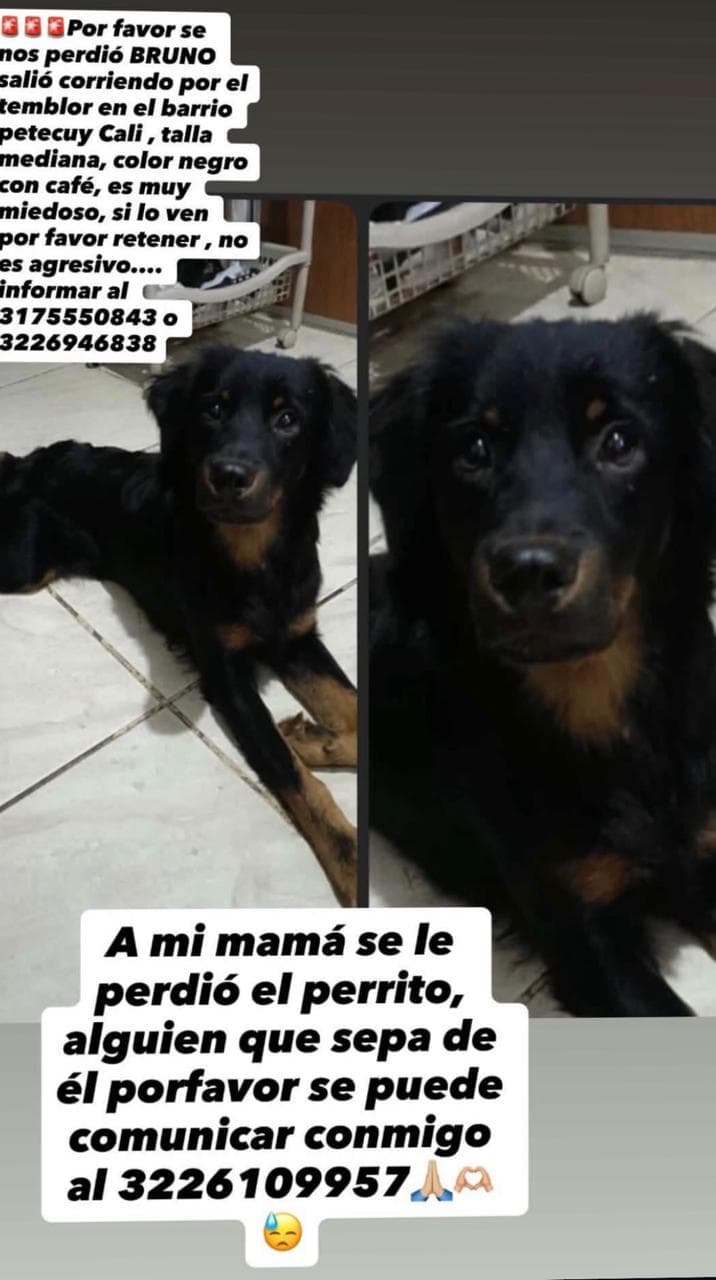 BRUNO · Perro mediano, negro