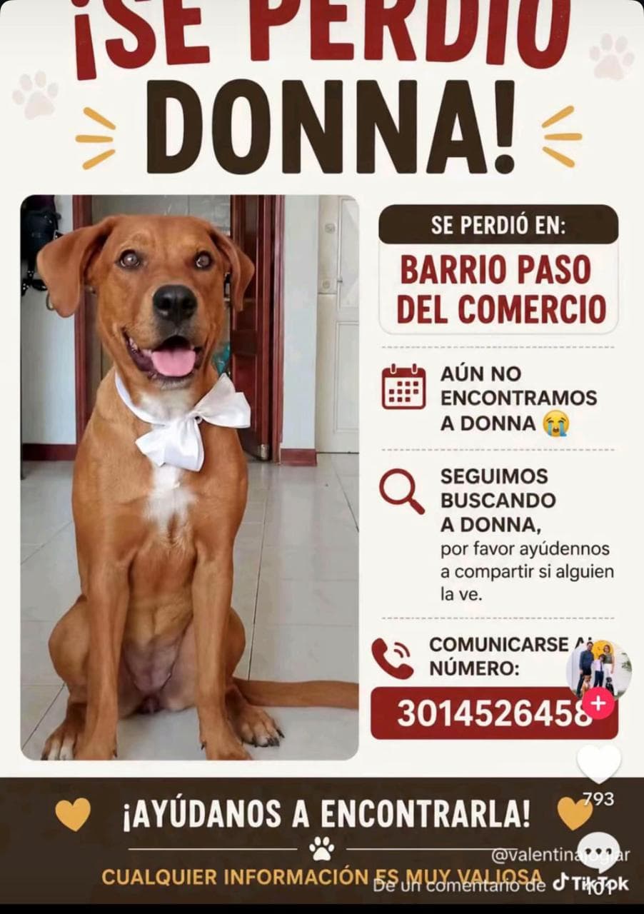 DONNA · Perro marrón