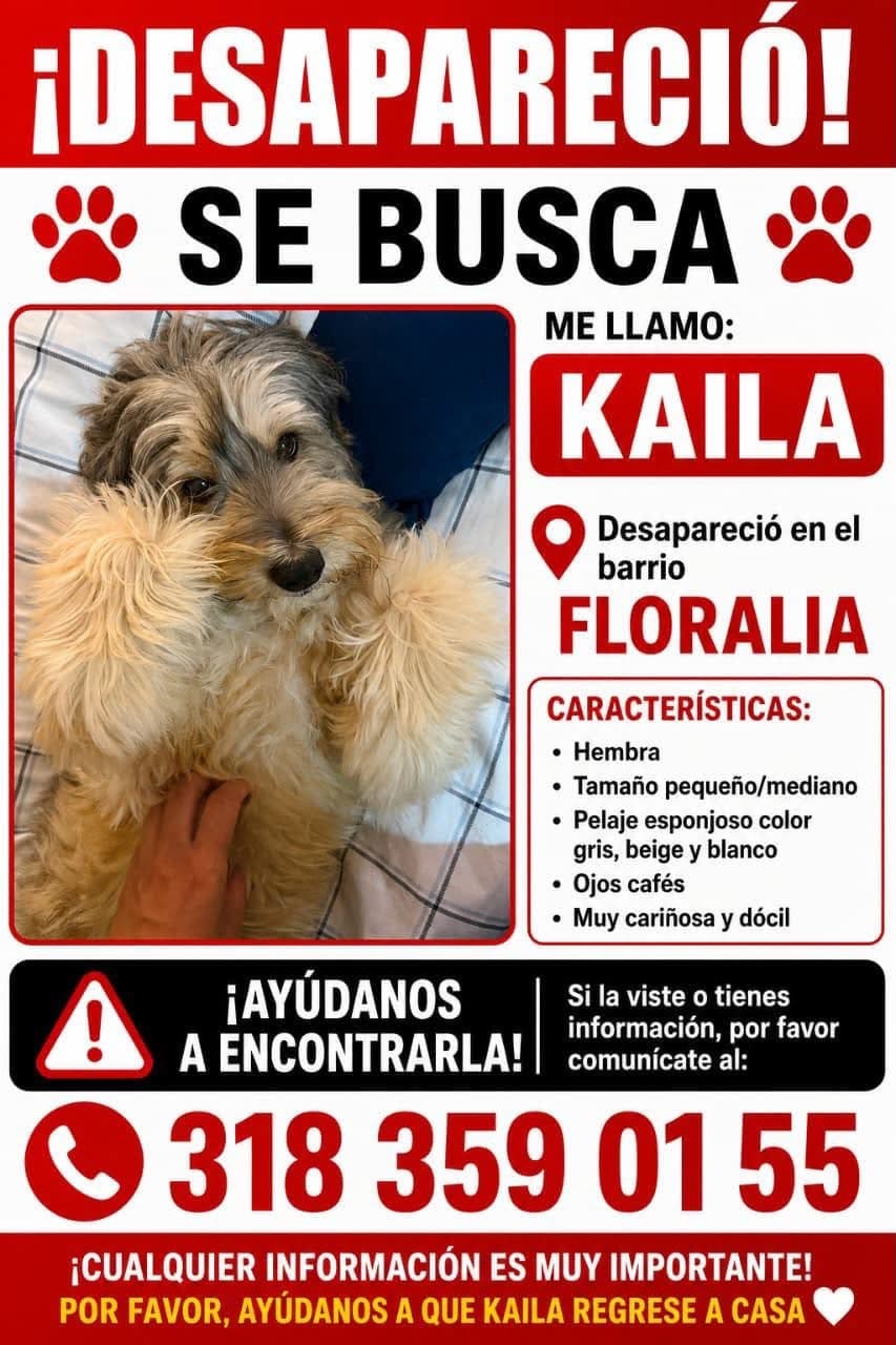 KAILA · Perro pequeño, gris