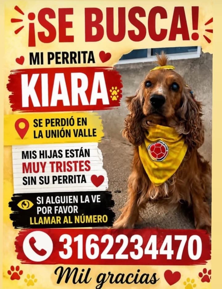 KIARA · Perro marrón, cocker spaniel