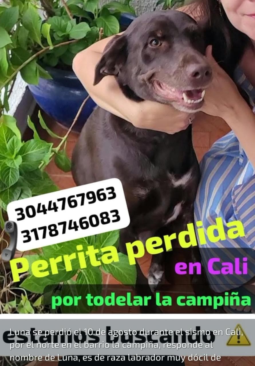 Luna · Perro marrón oscuro, labrador